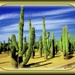 Cactus Garden by vernabeth