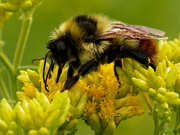 18th Aug 2019 - bumblebee sideview