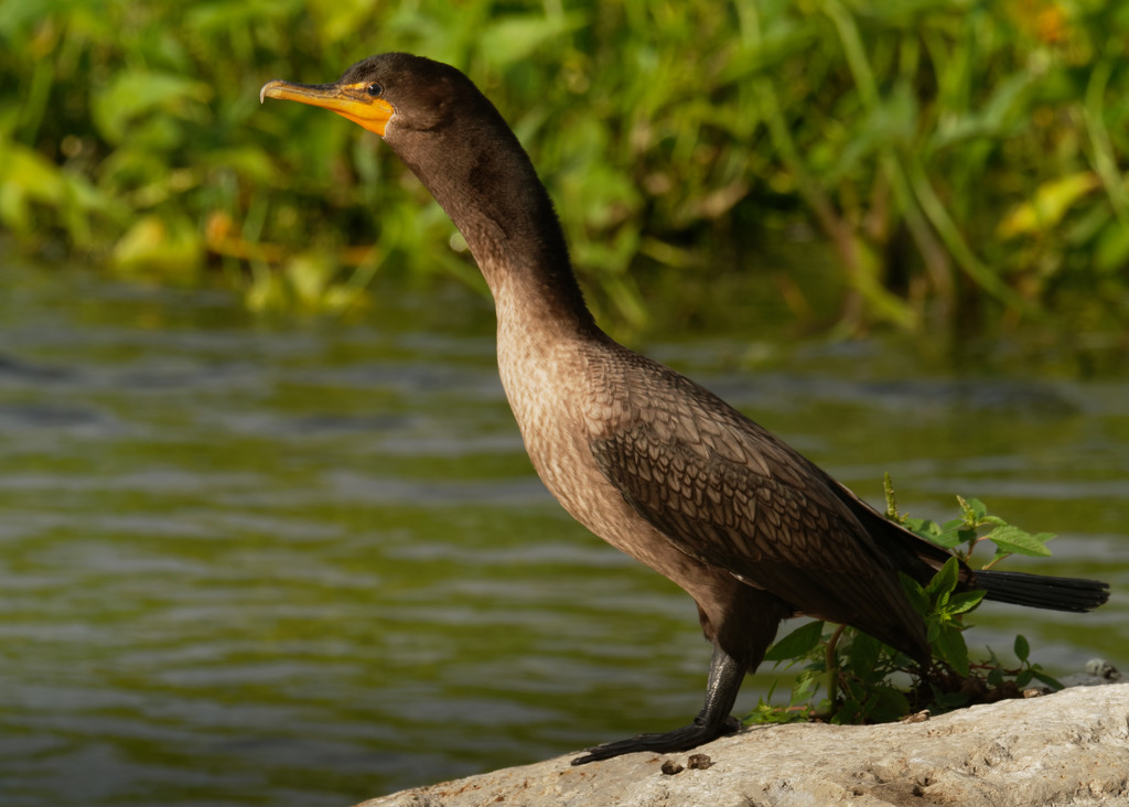 Double-crested cormorant profile by rminer