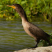 Double-crested cormorant profile by rminer