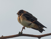 18th Aug 2019 - Cliff swallow