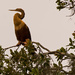 Anhinga Way Up in the Tree! by rickster549