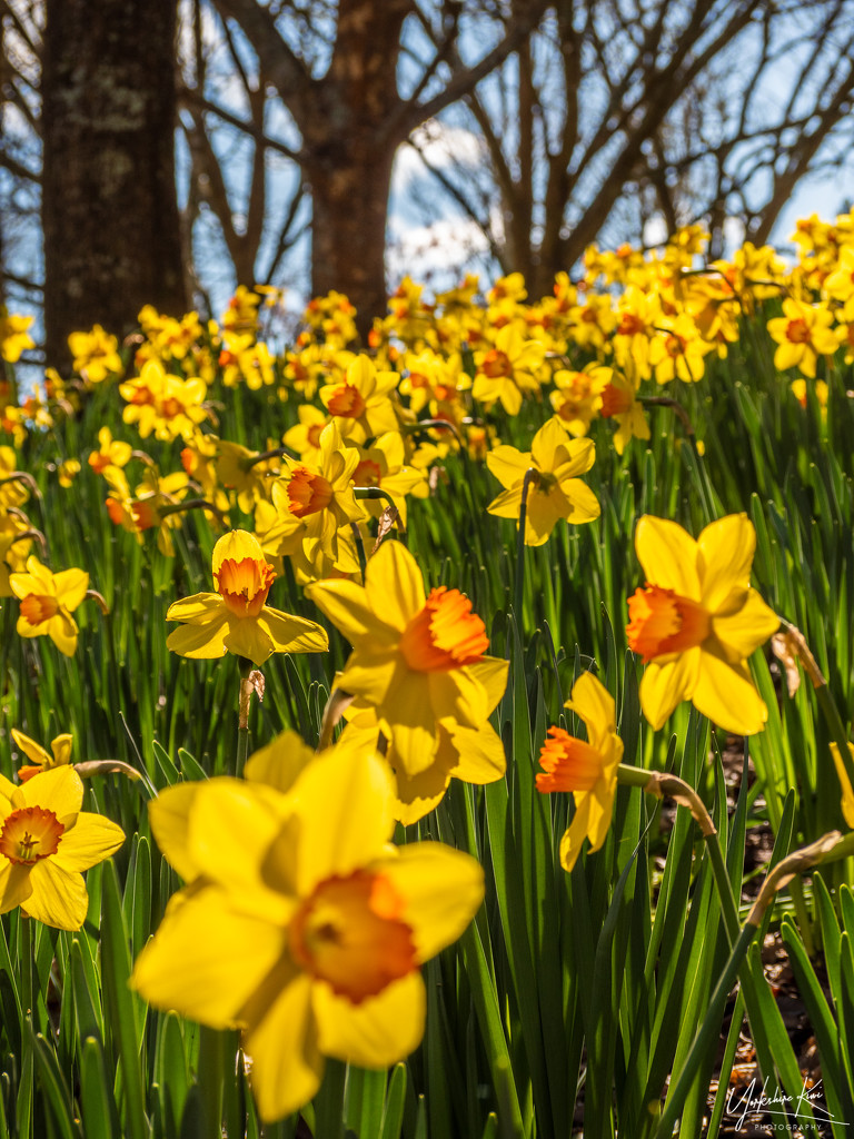 Daffodils by yorkshirekiwi