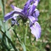 Wild Iris by harbie