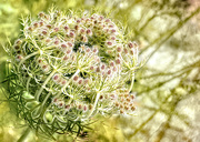 19th Aug 2019 - Queen Anne's Lace