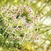 Queen Anne's Lace by ludwigsdiana