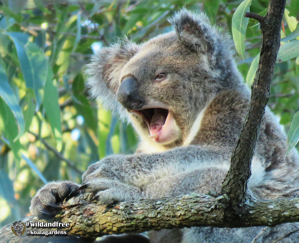 ready, steady, scream! by koalagardens
