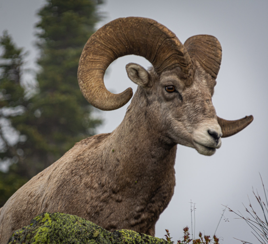 Glacier Park Big Horn Sheep by 365karly1