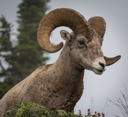 19th Aug 2019 - Glacier Park Big Horn Sheep