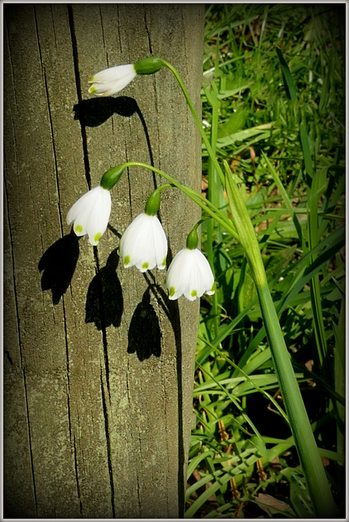 Snowdrops by dide
