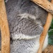 Koala by kgolab