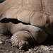 Tortoise by kgolab