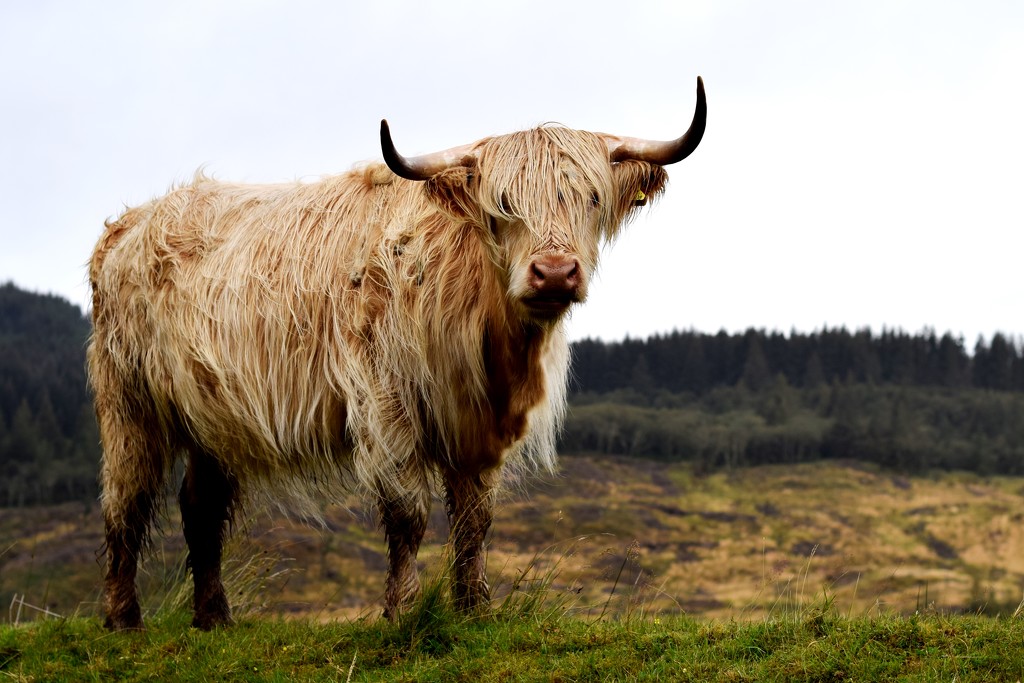 hairy cow by christophercox
