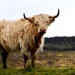 hairy cow by christophercox