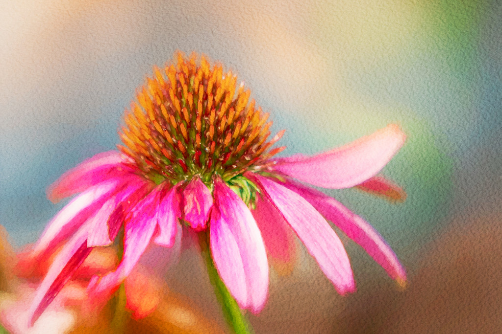painterly cone flower by jernst1779