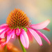 painterly cone flower by jernst1779