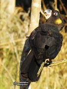 17th Aug 2019 - Yellow-tailed Black Cockatoo