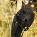 Yellow-tailed Black Cockatoo by koalagardens