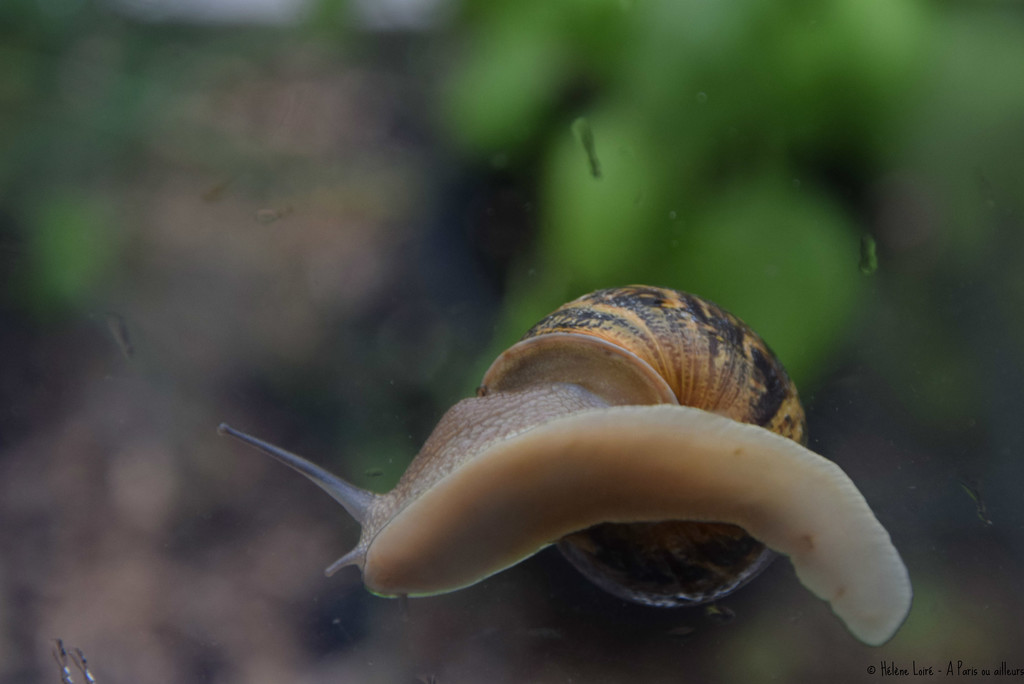 Snail by parisouailleurs