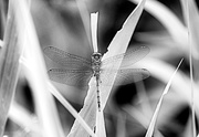 18th Aug 2019 - Dragonfly