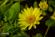 19th Aug 2019 - Yellow flower