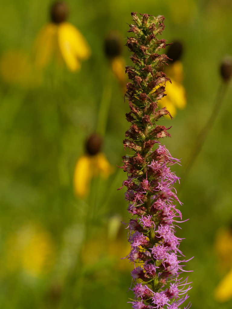blazing star and gray-headed coneflowers by rminer