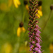 blazing star and gray-headed coneflowers by rminer
