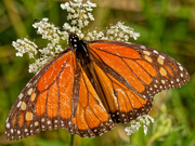 19th Aug 2019 - monarch butterfly