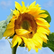 19th Aug 2019 - Sunflower