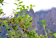 16th Aug 2019 - Blue Berries and Mt. Si