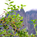 Blue Berries and Mt. Si by stephomy