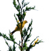 Goldfinch by stephomy