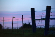 15th Aug 2019 - Blue-Hour Barbed Wire