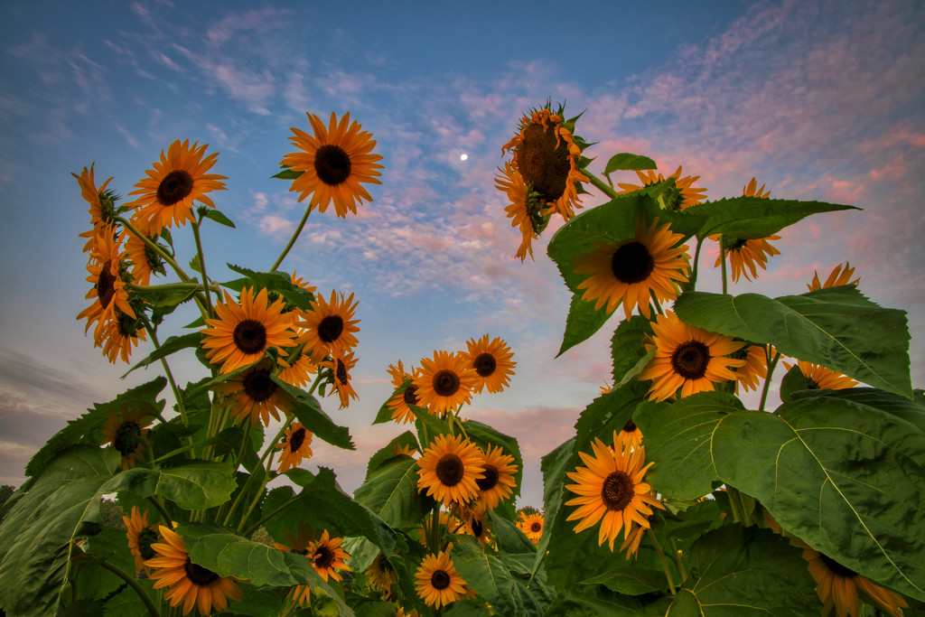 Sunflower Moonset by kvphoto