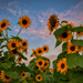 Sunflower Moonset by kvphoto