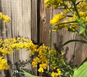 20th Aug 2019 - Checking out the Golden Rod