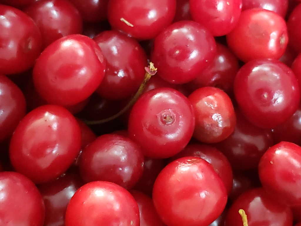 Wild Cherries by waltzingmarie