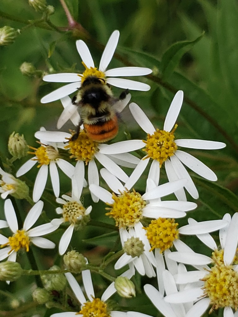 Bee Happy by waltzingmarie