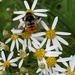 Bee Happy by waltzingmarie