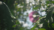 19th Aug 2019 - Rose of Sharon (ICM or Windy Day?)