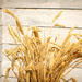 Wheat by swillinbillyflynn