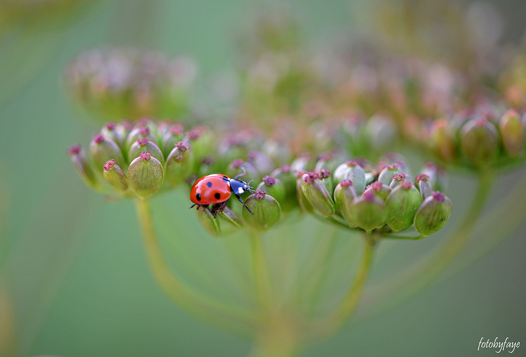 Lady bug on wild parsnip! by fayefaye