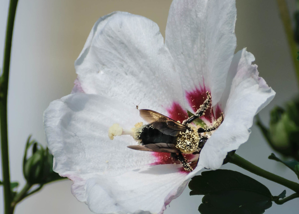 Pollen Coated Bee by marylandgirl58
