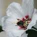 Pollen Coated Bee by marylandgirl58