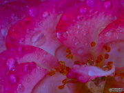 18th Aug 2019 - raindrops on roses