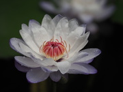 20th Aug 2019 - Nymphaea