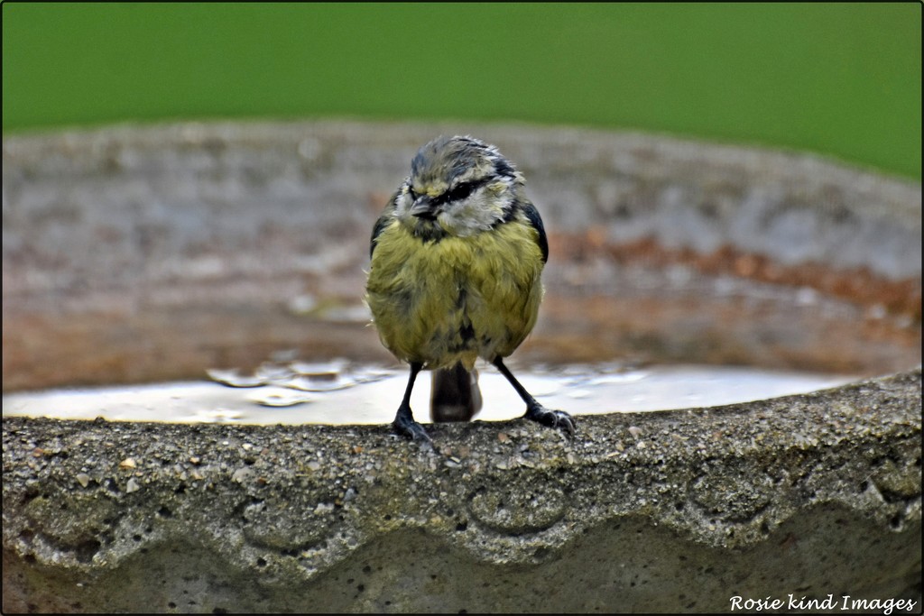 Can a little bird not have a bath in peace by rosiekind