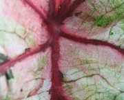 18th Aug 2019 - August 18: Leaf Abstract