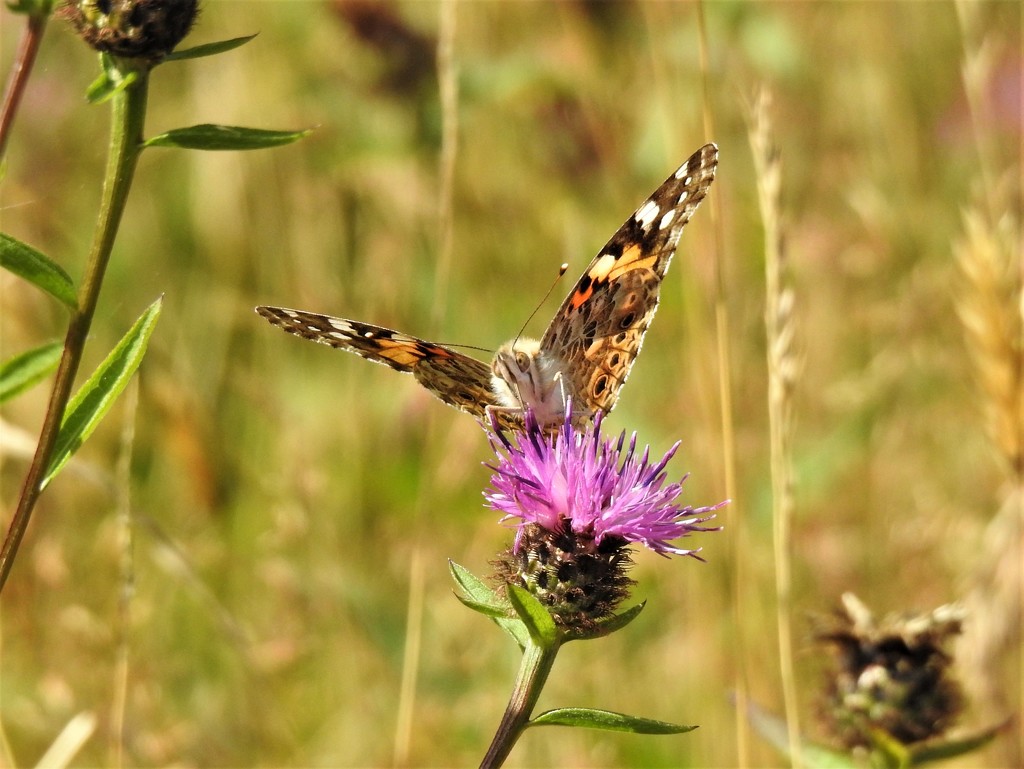  Painted Lady on Knapweed  by susiemc