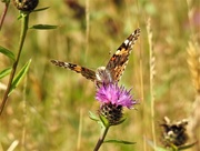 16th Aug 2019 -  Painted Lady on Knapweed 